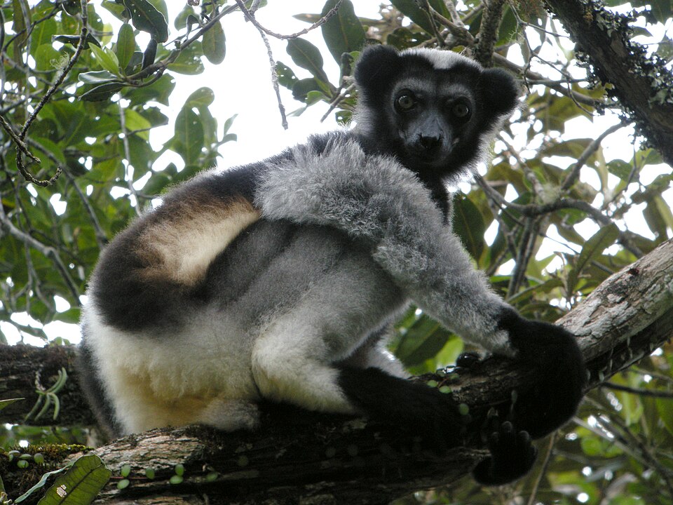 Indri