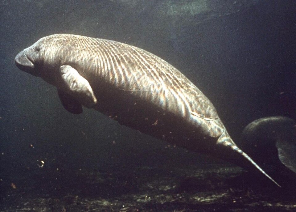 Lamantin