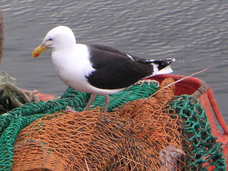 Mouette