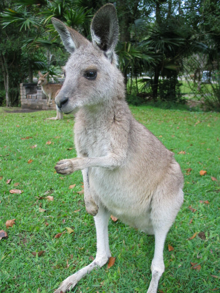 Wallaby