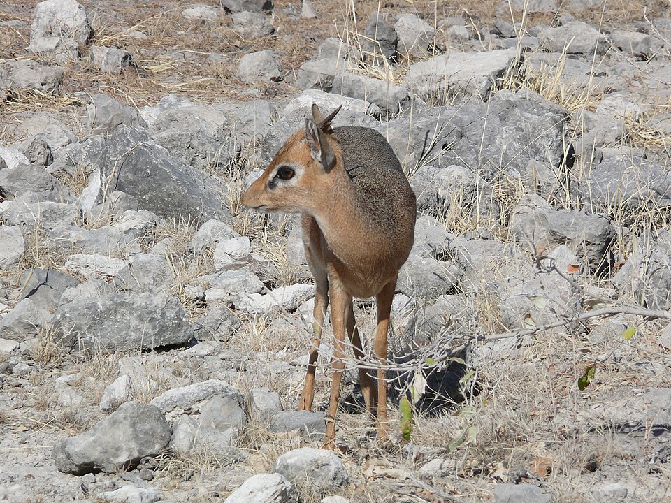 Dik-dik de Kirk