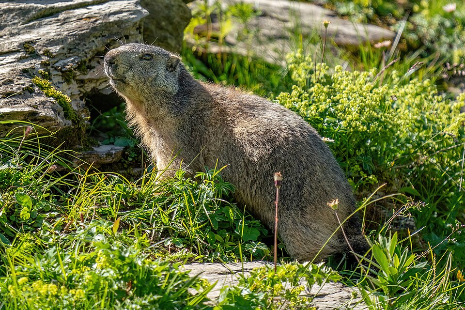 Marmotte