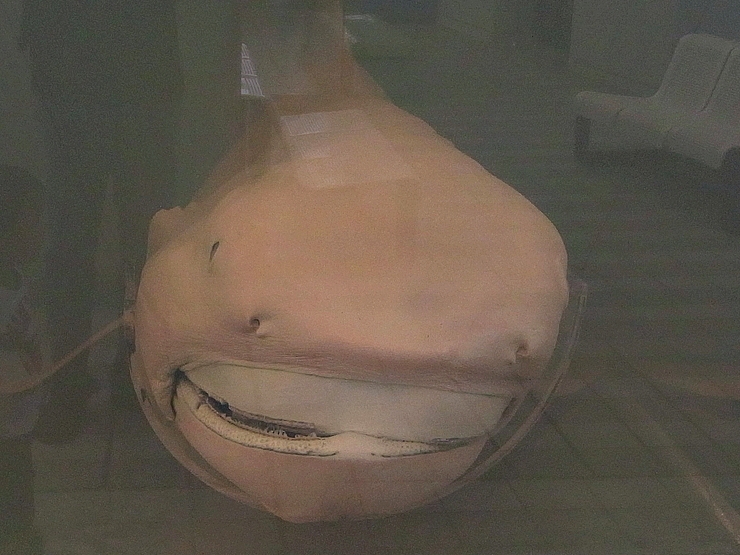 Requin grande-gueule