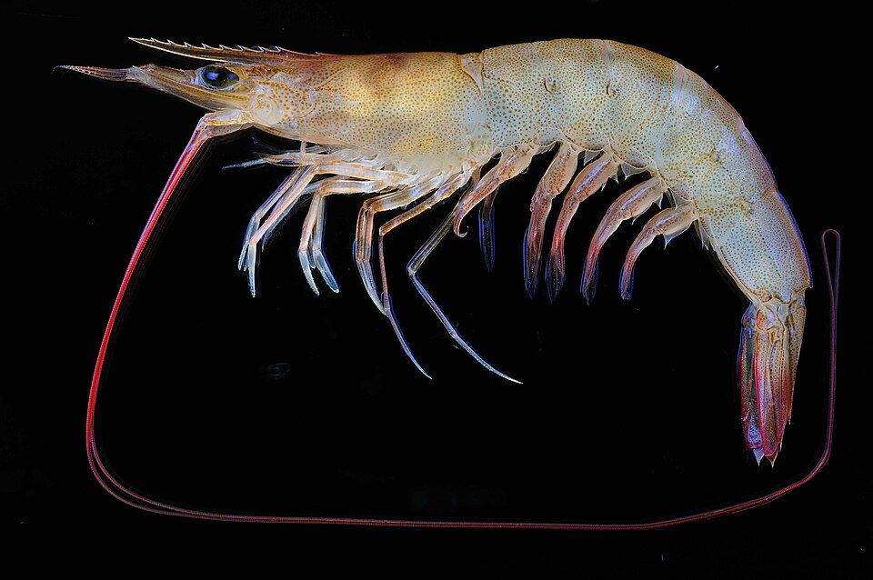 Crevette mouchetée