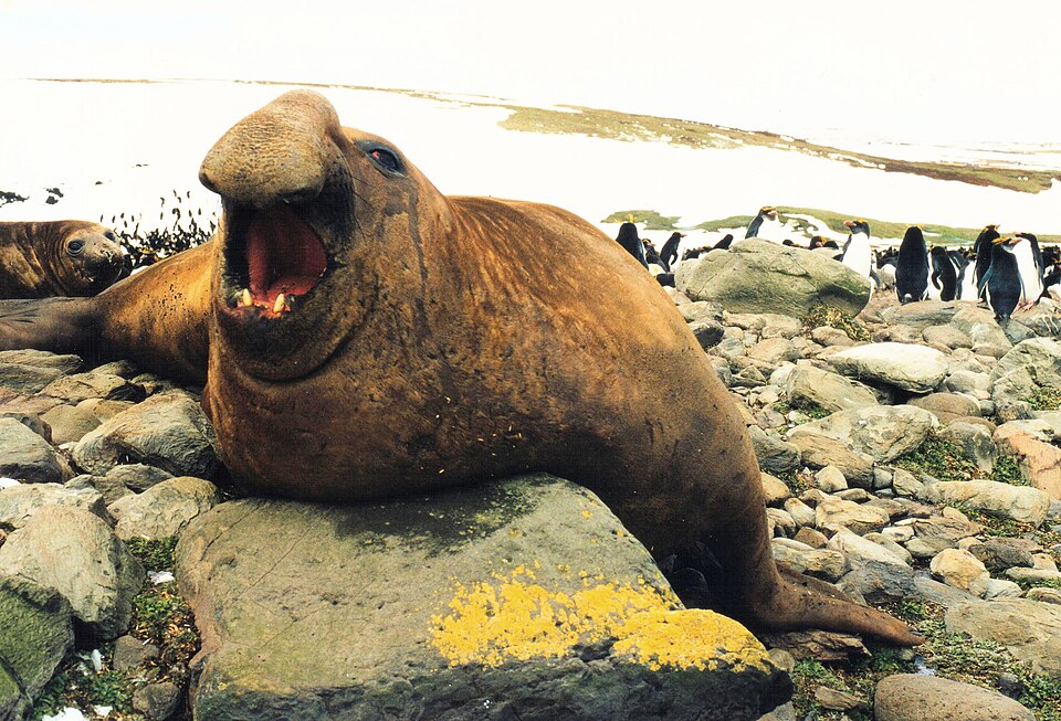 Éléphant de mer