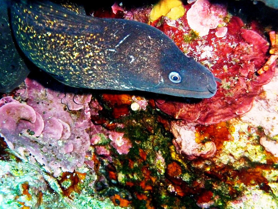 Murène