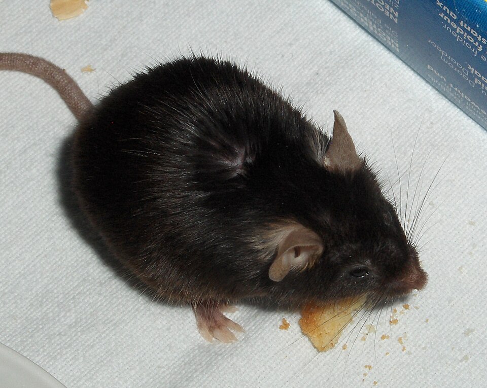Souris domestique