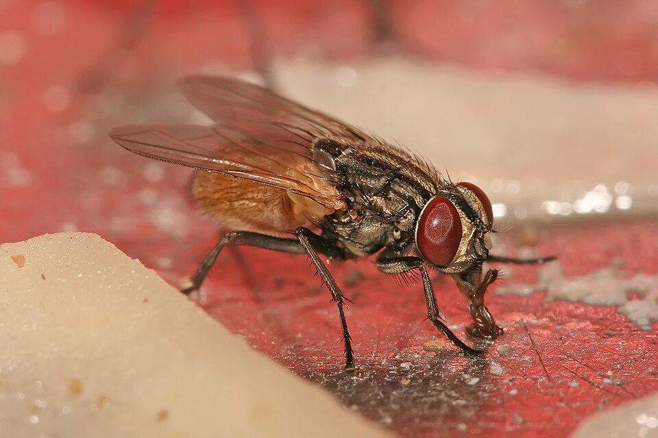 Mouche