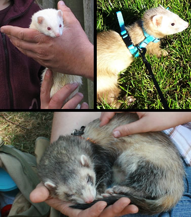 Furet