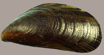 Moule