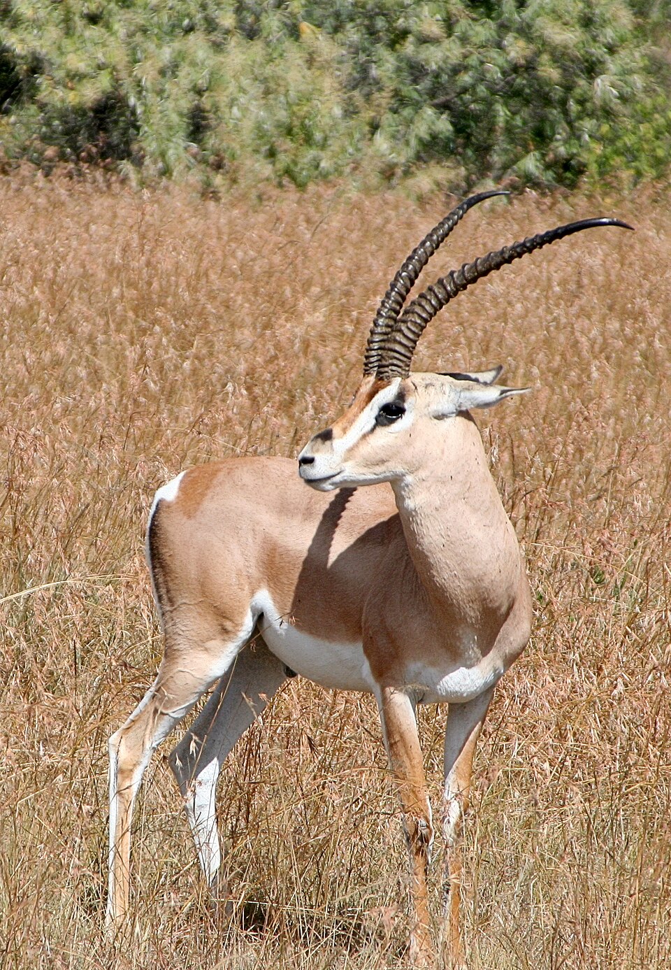Gazelle de Grant