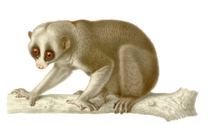 Loris