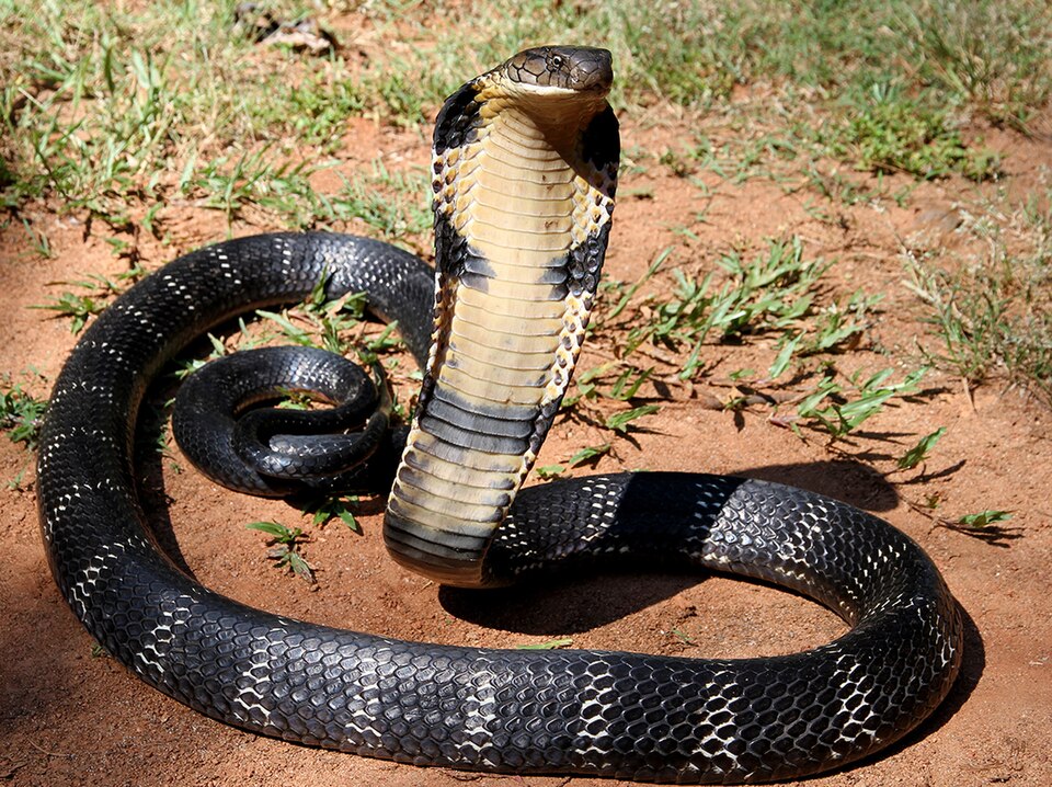 Cobra royal