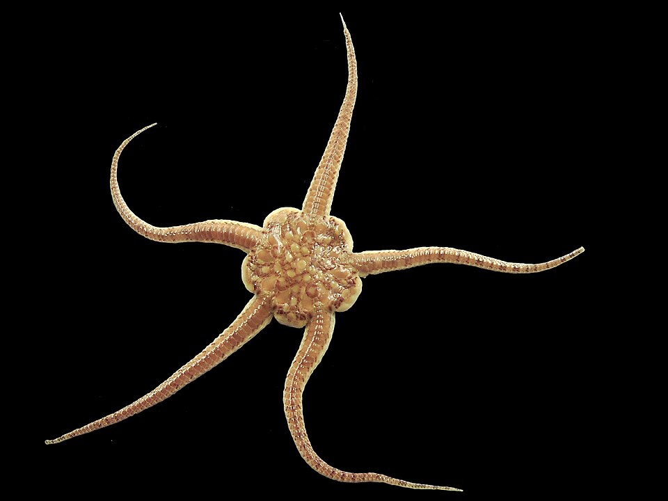 Ophiure