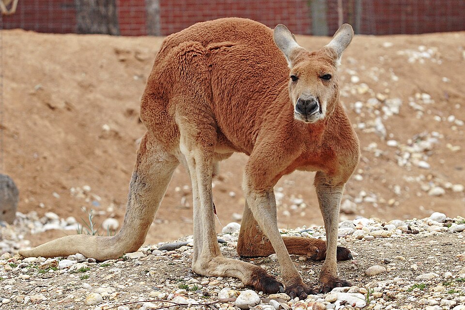 Kangourou roux