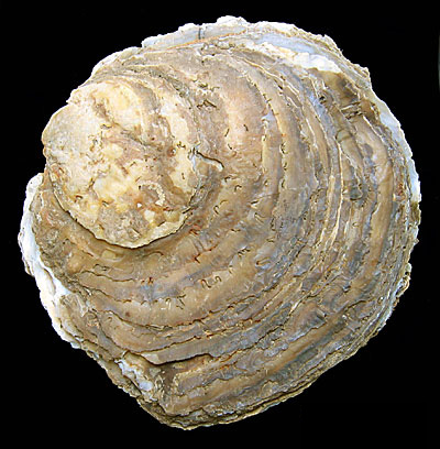 Huître
