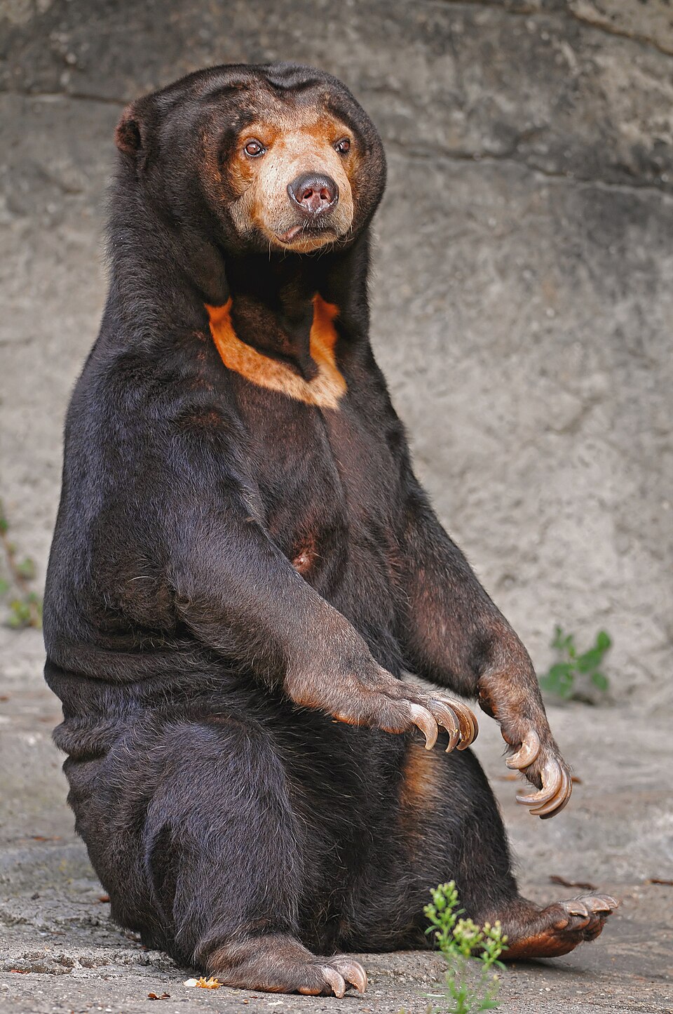 Ours malais