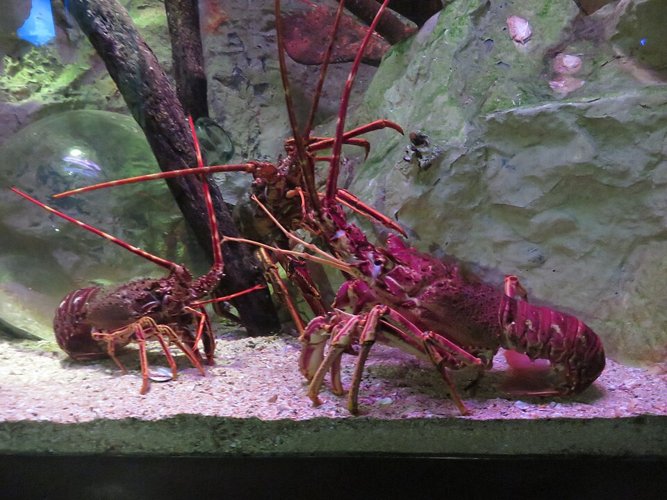 Langouste
