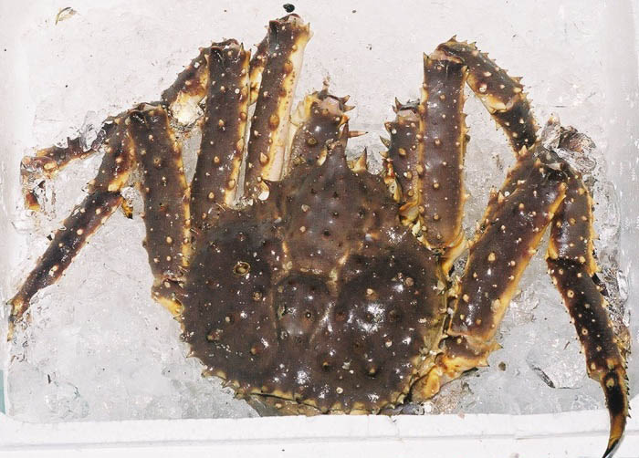 Crabe royal