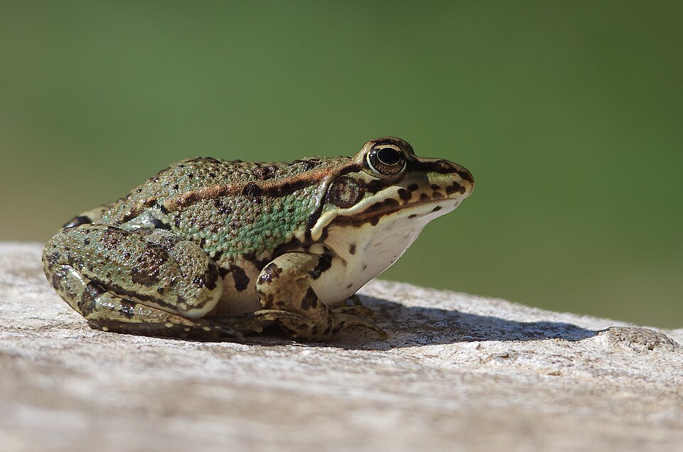 Grenouille verte d'Afrique du Nord