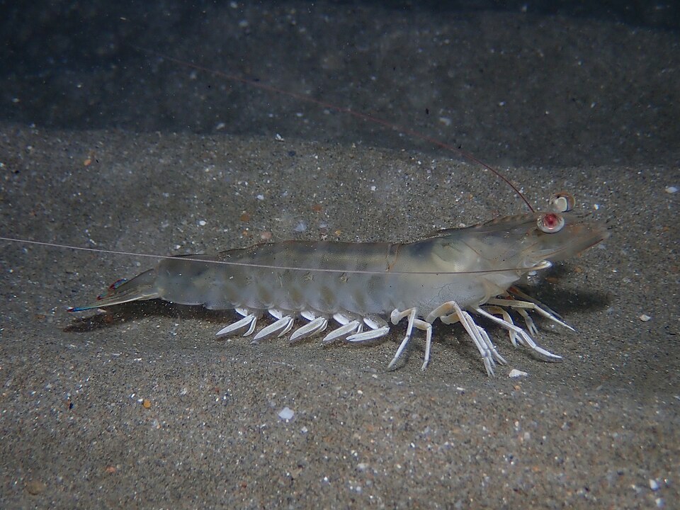 Caramote