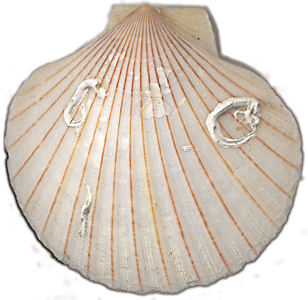 Pétoncle