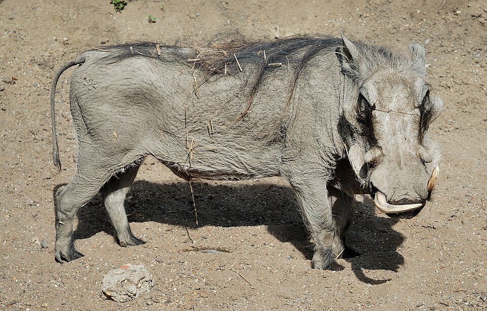 Phacochère