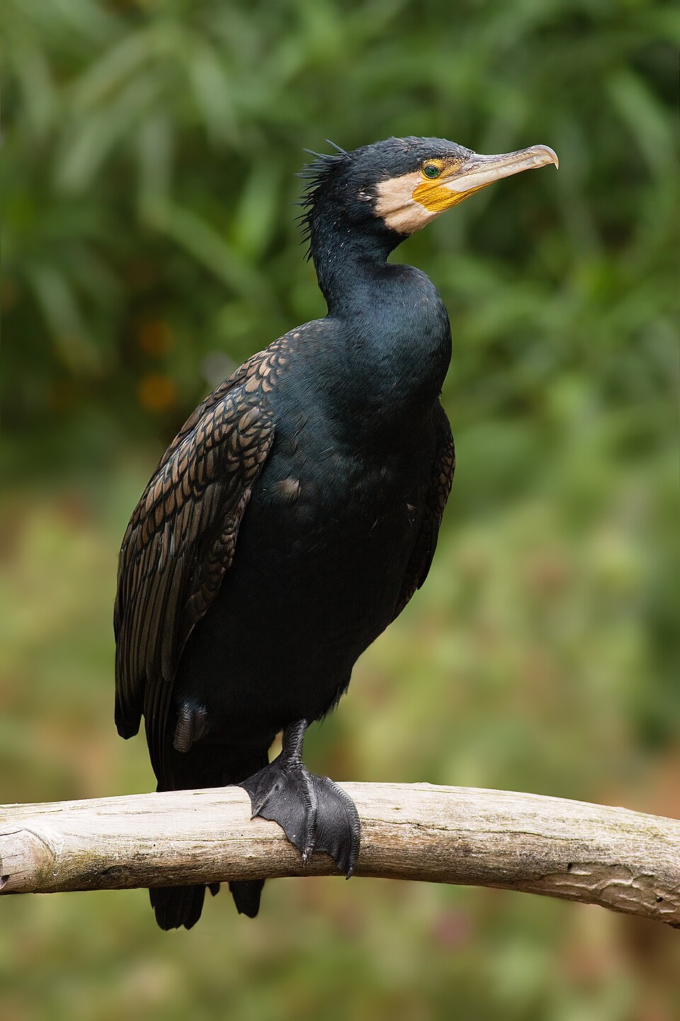 Cormoran