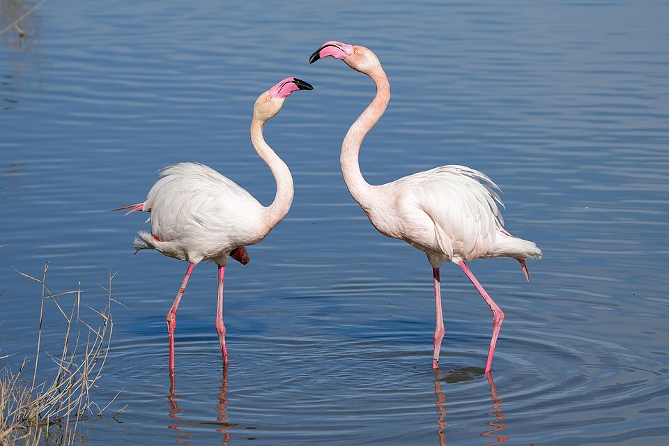 Flamant rose