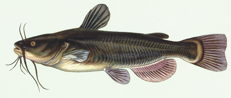 Poisson-chat