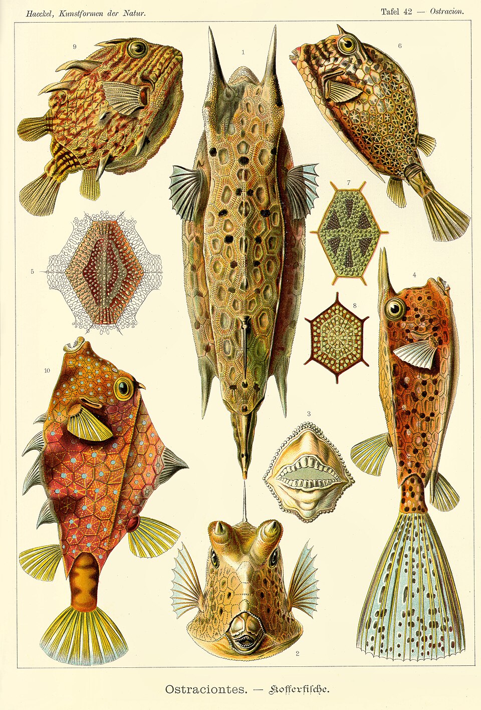 Poisson-coffre