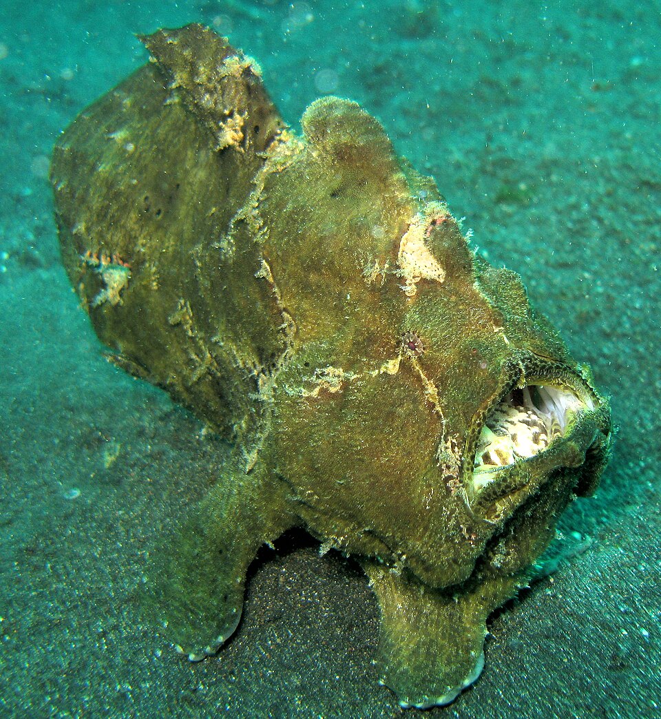 Poisson-pêcheur