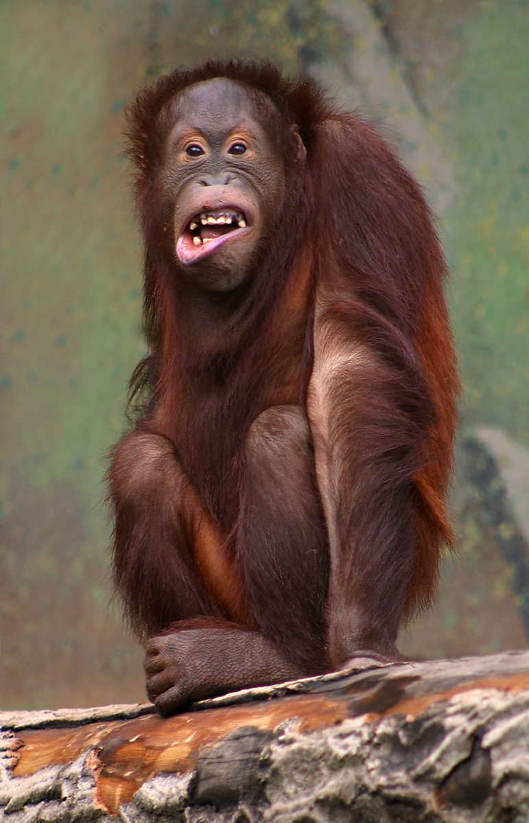 Orang-outan de Bornéo