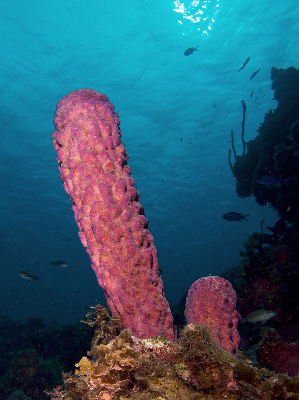 Éponge de mer