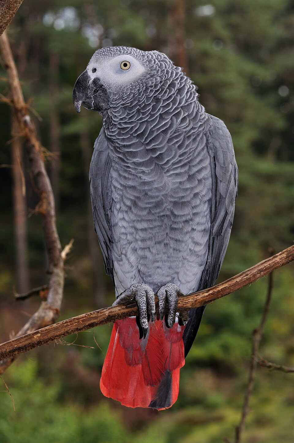Perroquet gris du Gabon