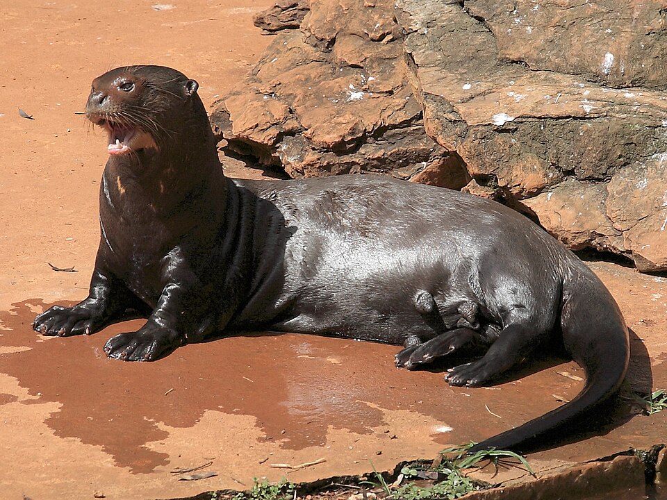 Loutre géante