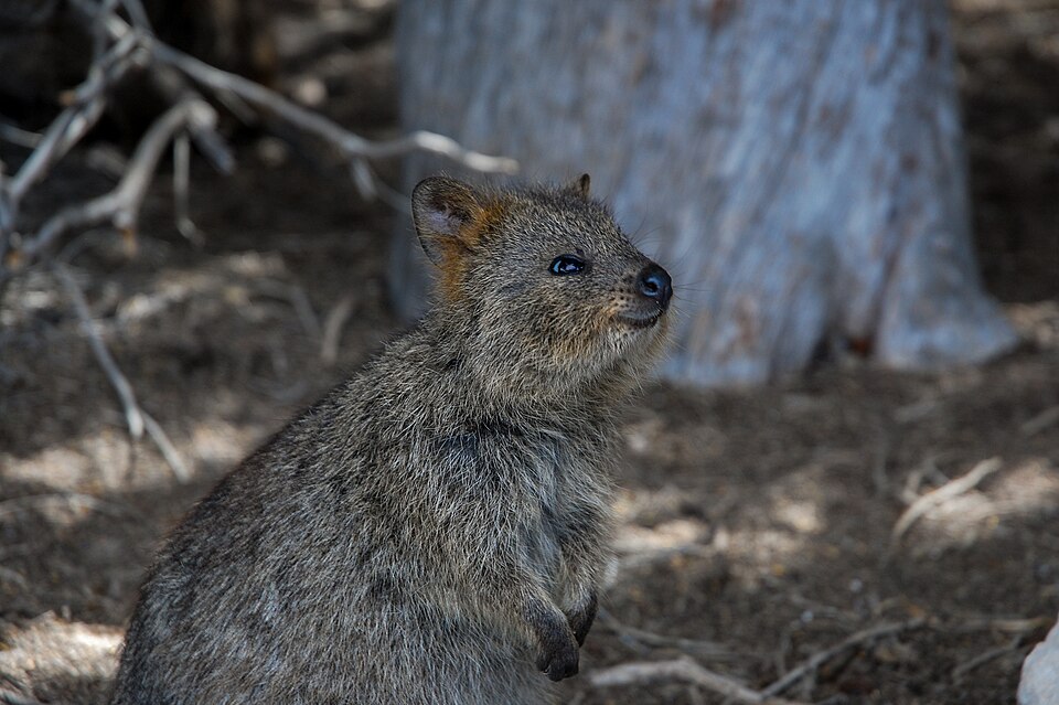 Quokka