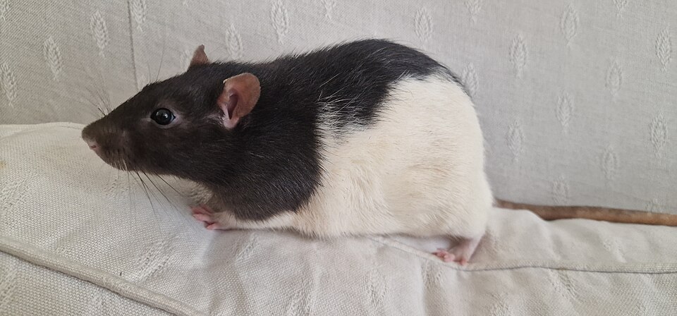 Rat domestique
