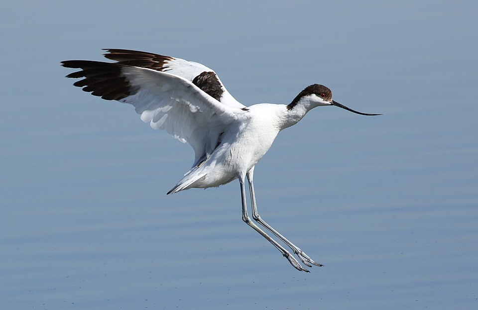 Avocette