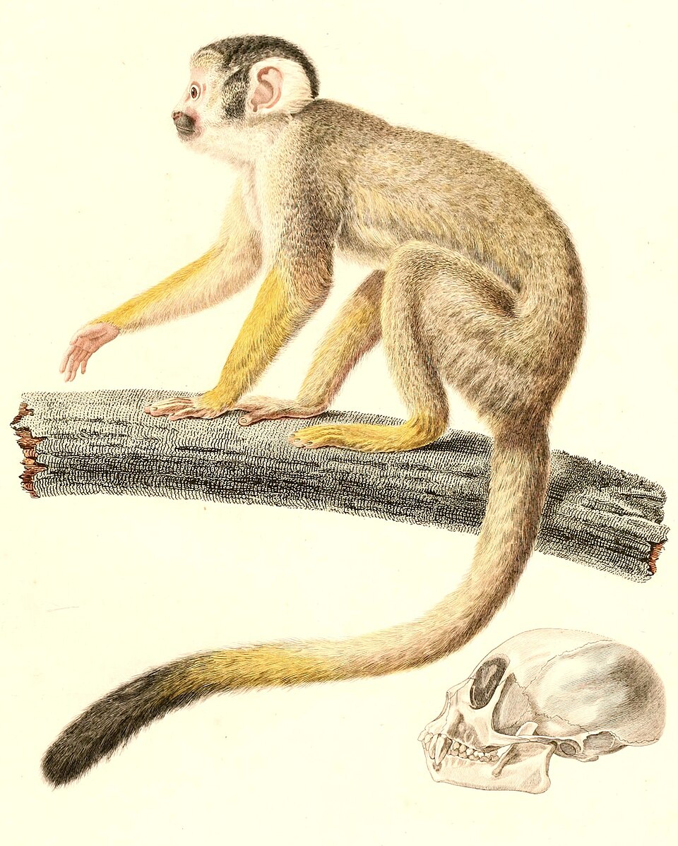 Saïmiri