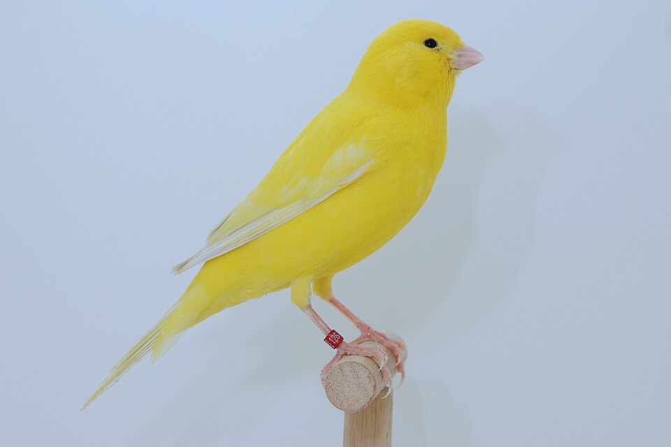 Canari domestique