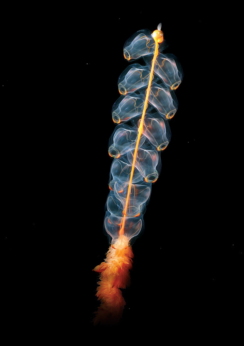 Siphonophore