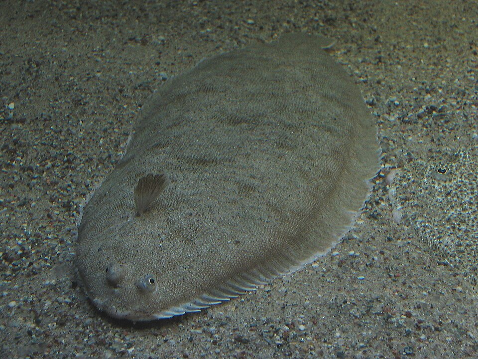 Sole
