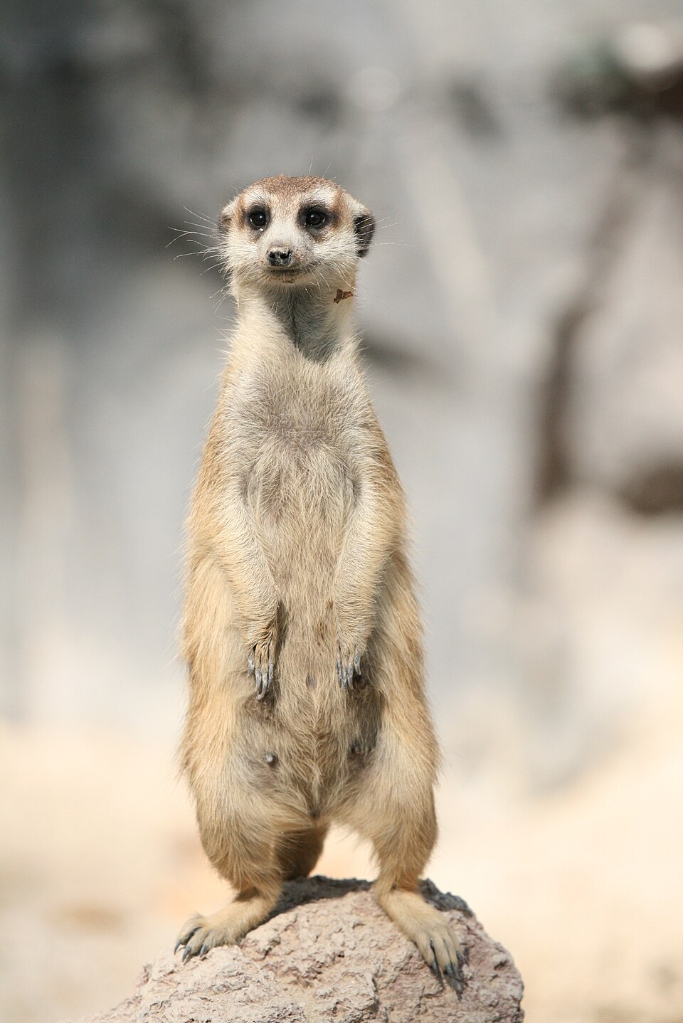Suricate