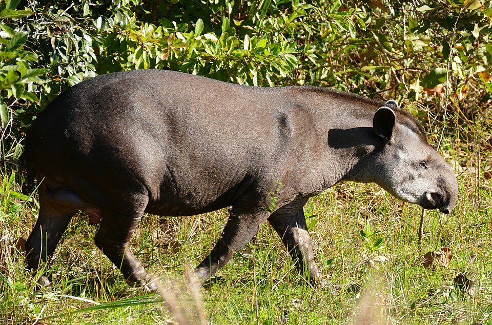 Tapir du Brésil