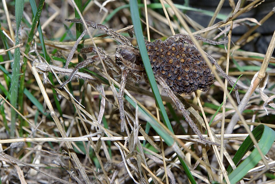 Tarentule