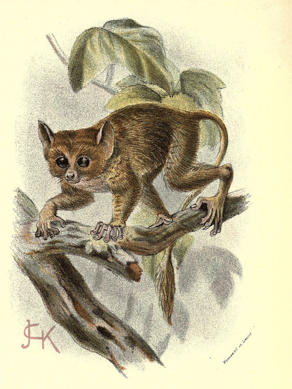 Tarsier