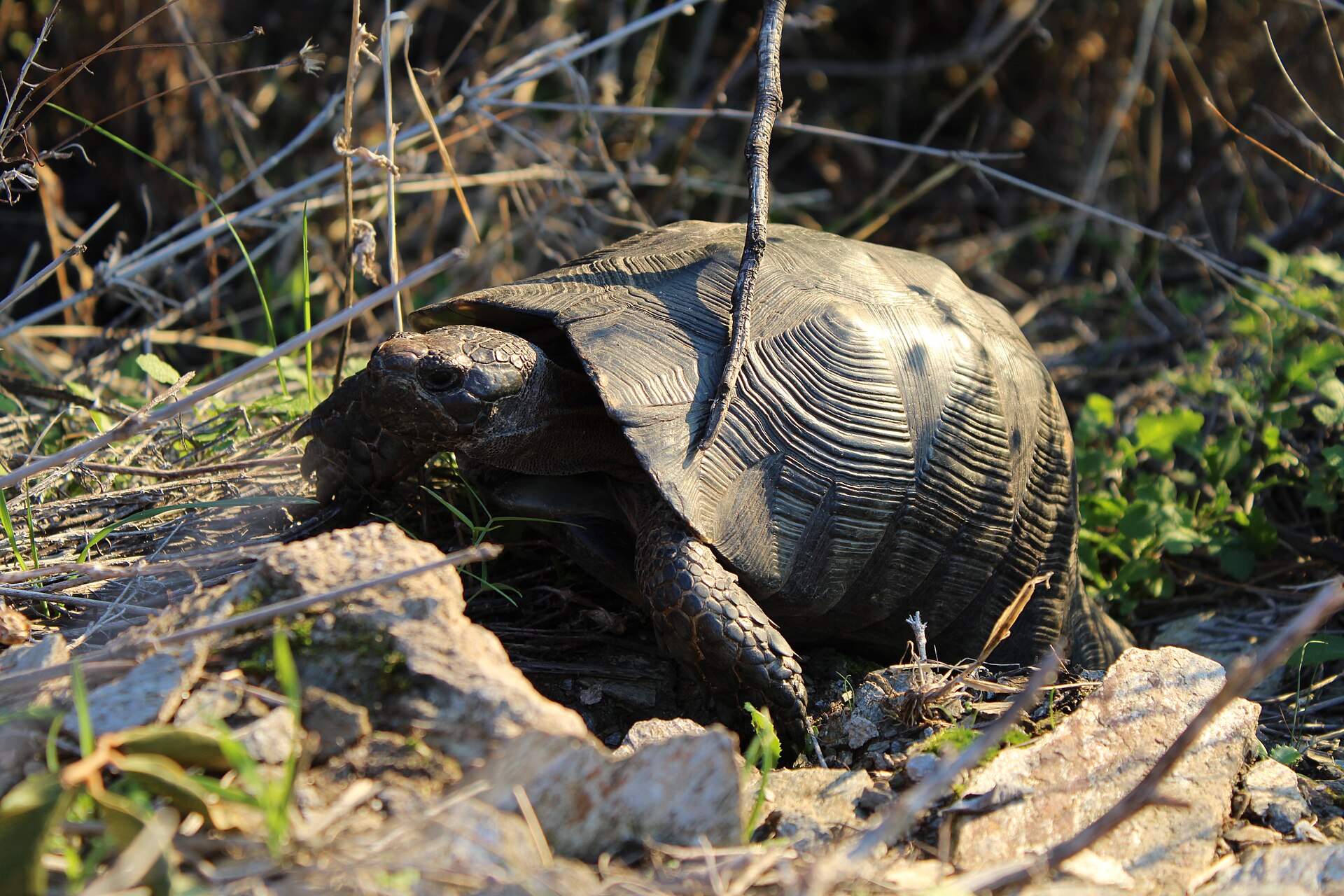 Tortue grecque