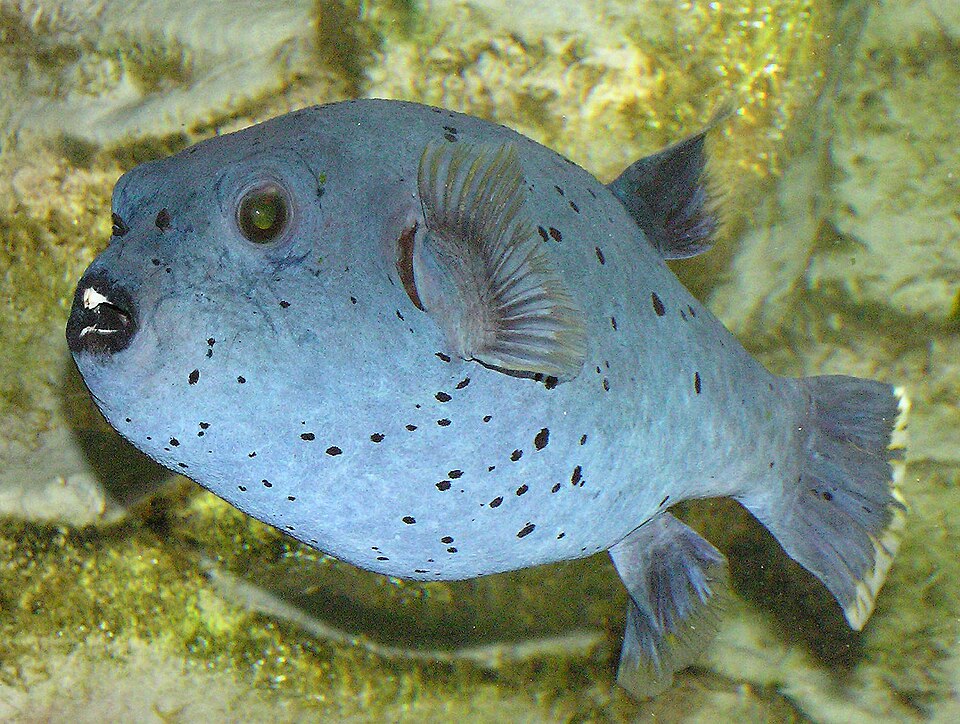 Poisson-globe
