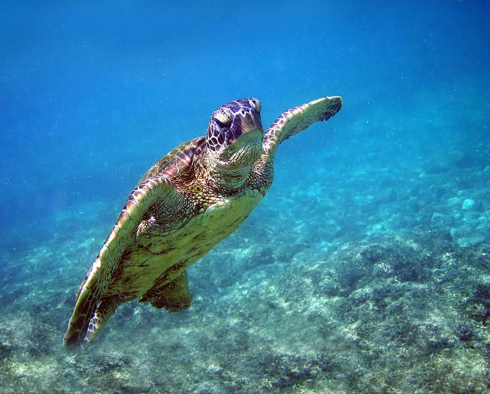 Tortue de mer